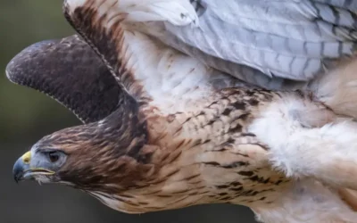 El Arte de la Cetrería