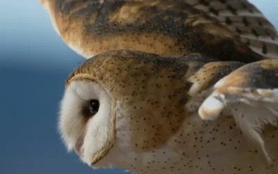 Educación Ambiental