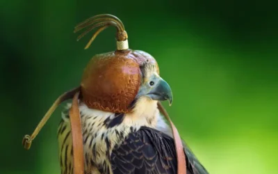 Descubre las Mejores Especies de Aves para Cetrería