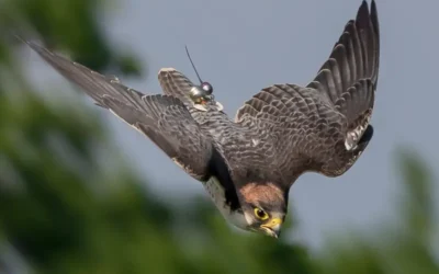 Origen de la Cetrería: Historia y Evolución